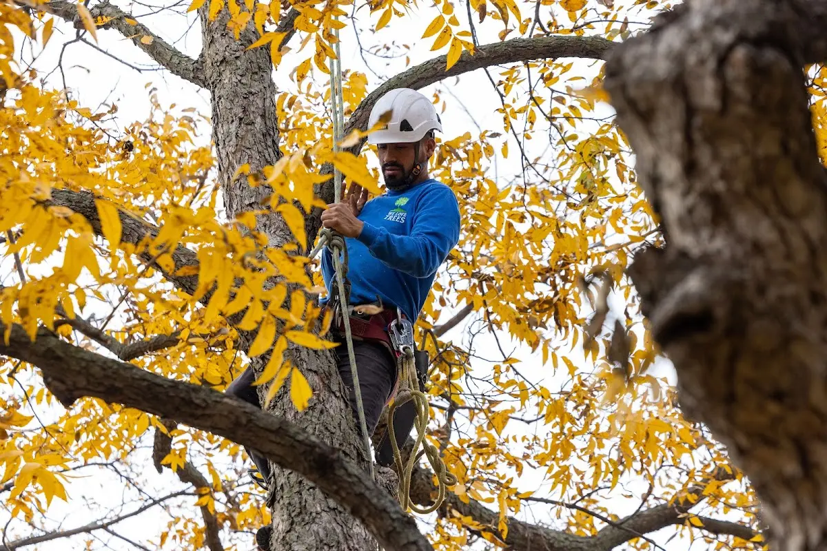 Skilled Tree Planting crew working in Howell